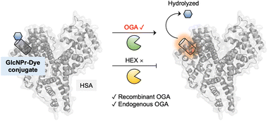 Graphical abstract: Protein-encapsulated fluorogenic probes for the selective detection of endogenous O-GlcNAcase (OGA)