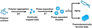 Graphical abstract: Droplet-mediated kinetic-to-thermodynamic transition for the fabrication of uniform 1D and 2D nanostructures from conjugated homopolymers