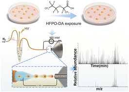 Graphical abstract: Exposure single-cell metabolomics mass spectrometry reveals HFPO-DA toxicity mechanisms