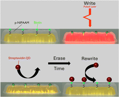 Graphical abstract: Optical write–erase chemical memory state in plasmonic nanoarrays