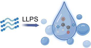 Graphical abstract: Liquid–liquid phase separation of peptides: a molecular foundation for next-generation biomaterials