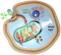 Graphical abstract: Supramolecular host–guest modulated thermally activated delayed fluorescence for photodynamic therapy