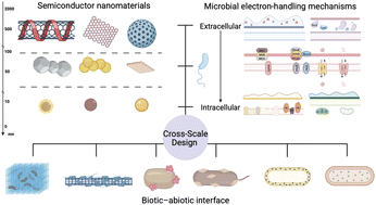 Graphical abstract: Cross-scale design of abiotic–biotic interfaces for semi-artificial photosynthesis