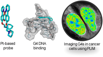 Graphical abstract: Platinum-based phosphorescent lifetime probes for the visualisation of G-quadruplex DNA in cells
