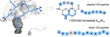 Graphical abstract: Stapled histone H3 tails are super-substrates for lysine methyltransferase SETD7