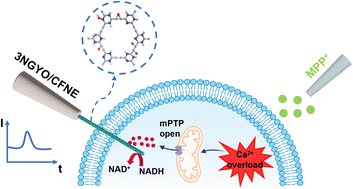 Graphical abstract: Hydrogen-bond-assisted meta-nitrogen-doped graphyne enables real-time electrocatalytic NADH tracking in single cells