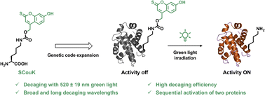 Graphical abstract: Genetically encoded green-light-responsive photocaged lysine for sequential control of protein function