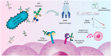 Graphical abstract: Odoribacter splanchnicus lipooligosaccharide: an uncommon structure with weak immunostimulatory activity
