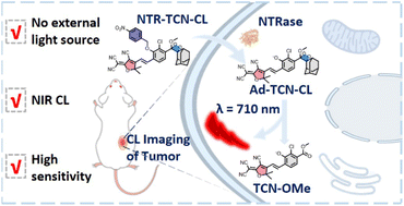 Graphical abstract: Near-infrared chemiluminescent probe for real-time monitoring of nitroreductase in tumors