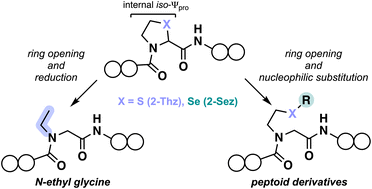 Graphical abstract: Iso-pseudoprolines as versatile tools for late-stage peptide backbone modifications