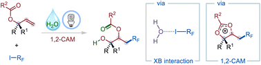Graphical abstract: Halogen bonding-induced 1,3-carbohydroxylation of allyl carboxylates via 1,2-cationic acyloxy migration (1,2-CAM)