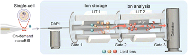 Graphical abstract: Single-cell structural lipidomics using a miniature dual-LIT mass spectrometer