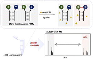 Graphical abstract: One-pot multi-substrate screening of ligation reactions using PNA tags