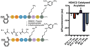 Graphical abstract: Internally quenched fluorescent peptides provide insights into underexplored and reversible post-translational modifications