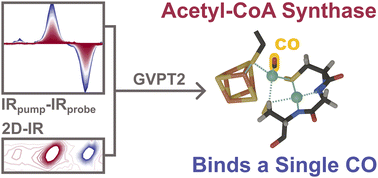 Graphical abstract: From two to one: resolving CO binding in acetyl-CoA synthase