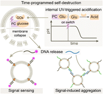 Graphical abstract: Programmable self-destruction of artificial cells with death signaling