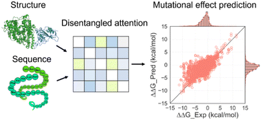 Graphical abstract: DSSA-PPI: enhancing binding affinity change prediction upon protein mutations using disentangled structure–sequence aware attention