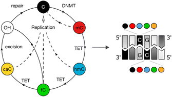 Graphical abstract: The role of cytosine modification symmetry in mammalian epigenome regulation