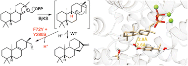 Graphical abstract: Dock & design: engineering specificity for an alternative pimaradiene outcome with the ent-kaurene synthase from Bradyrhizobium japonicum