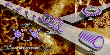 Graphical abstract: Curvature-emergent supramolecular polymerization of a porphyrin dyad with a scissor-shaped motif