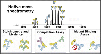 Graphical abstract: Screening pertactin-specific antibodies and evaluating competitive epitope recognition by native mass spectrometry
