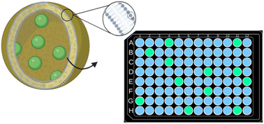 Graphical abstract: An increased throughput workflow to identify ion transport and membrane lysis agents for antimicrobial discovery