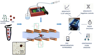 Graphical abstract: Innovative and sensitive detection of a cancer cell line using a GMR sensor-based biochip prototype for diagnosis purposes