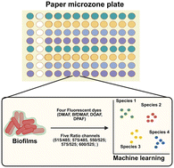 Graphical abstract: Species-specific discrimination of bacterial biofilms using a ratiometric fluorescence sensor array and machine learning