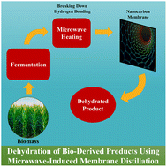 Graphical abstract: Dehydration of highly viscous polyol (1,2,4-butanetriol) using microwave-induced sweep gas membrane distillation (MIMD) on nanocarbon-immobilized membranes