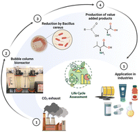 Graphical abstract: Sustainable CO2 bio-mitigation: a life cycle perspective on chemolithotrophic conversion in bubble column bioreactors
