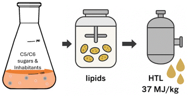 Graphical abstract: Production of biofuel from wood hydrolysates using oleaginous yeast Cutaneotrichosporon curvatus
