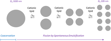 Graphical abstract: Formation of RNA lipid nanoparticles: an equilibrium process with a liquid intermediate stage