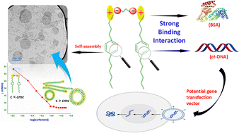 Graphical abstract: Unravelling the self-assembly of a novel cationic pseudo-gemini surfactant and its monomeric counterpart: interactions with DNA and BSA in aqueous medium at neutral pH