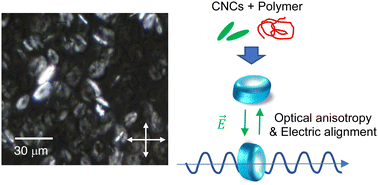 Graphical abstract: Multiple anisotropy of cellulose nanocrystals self-organized into disc-shaped particles