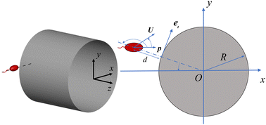 Graphical abstract: Dynamics of a spheroidal squirmer interacting with a cylindrical obstacle