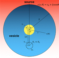 Graphical abstract: Blockage effects in the chemotaxis of diffusiophoretic particles