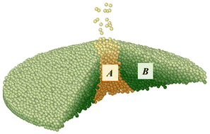 Graphical abstract: Microscopic structural study on the growth history of granular heaps prepared by the raining method