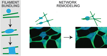 Graphical abstract: Protein condensates induce biopolymer filament bundling and network remodeling via capillary interactions