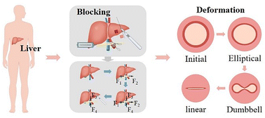 Graphical abstract: The occlusion mechanism of hepatic vessels covered by connective tissue
