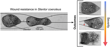 Graphical abstract: Characterization of cellular wound resistance in the giant ciliate Stentor coeruleus