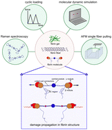 Graphical abstract: Loading causes molecular damage in fibrin fibers