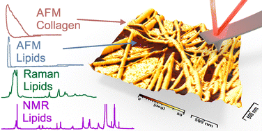 Graphical abstract: Triacylglycerols affect the water content and cohesive strength of collagen fibrils