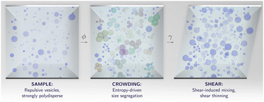 Graphical abstract: Microscopic structure and dynamics of shear-thinning suspensions of polydisperse, repulsive vesicles