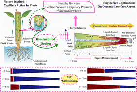 Graphical abstract: Wettability-gradient-driven capillary filling dynamics in architected tapered microchannels