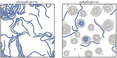 Graphical abstract: Collective filament wrapping and nested spiral formation in active polydisperse systems