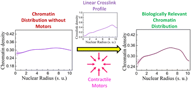 Graphical abstract: Differential crosslinking and contractile motors drive nuclear chromatin compaction