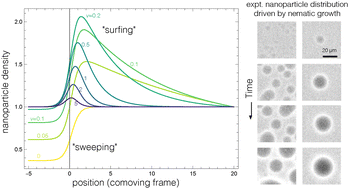 Graphical abstract: Catching the wave: particle transport by a moving phase boundary