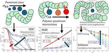 Graphical abstract: Small particle dynamics in glassy polymers: diffusion, relaxation, and machine-learned softness