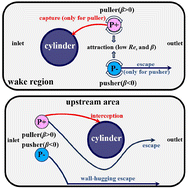 Graphical abstract: Capture and interception characteristics of squirmers in a channel flow inserted cylinder