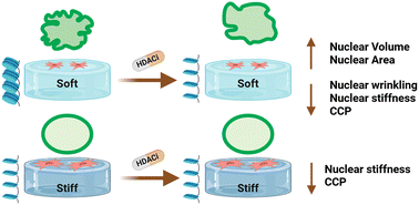 Graphical abstract: Histone acetylation alters the nuclear morphology and architecture of human mesenchymal stem cells in a rigidity-dependent manner